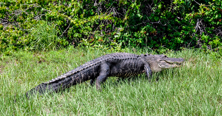 American alligator