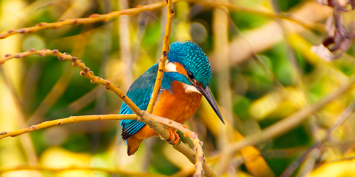 Common Kingfisher