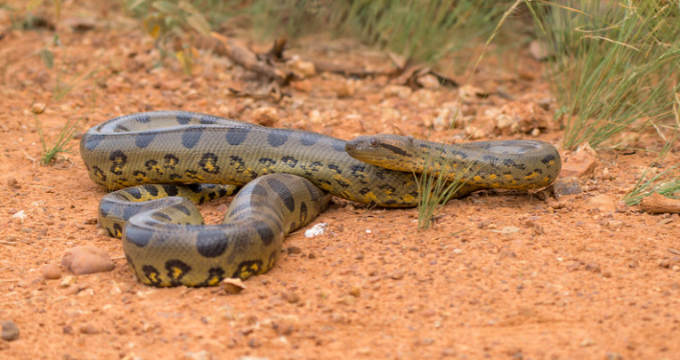 Green anaconda