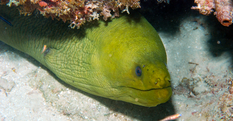 Green moray