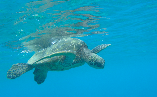 Green sea turtle
