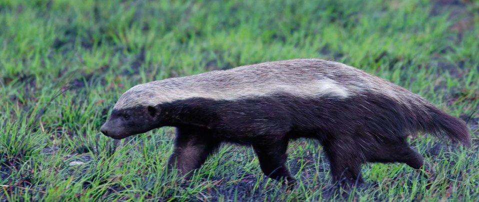 Honey Badger