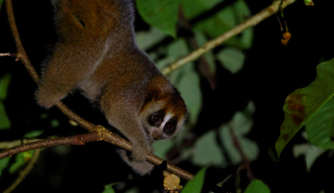 Slow Loris