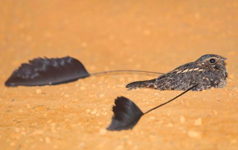 Standard-Winged Nightjar