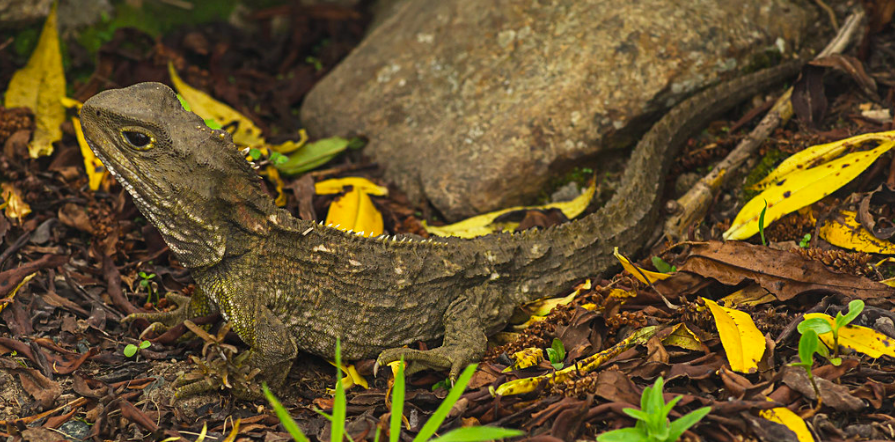 Tuatara