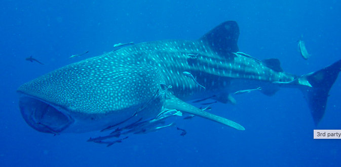 Whale Shark